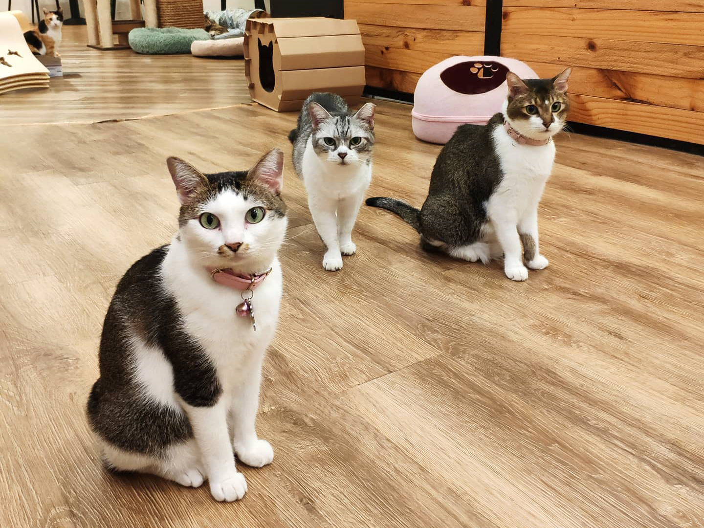 Enjoy the company of Furry Felines at The Cat Cafe
